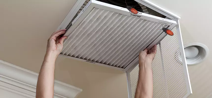 Our Insect Removal from Air Ducts Services in El Dorado Hills, CA